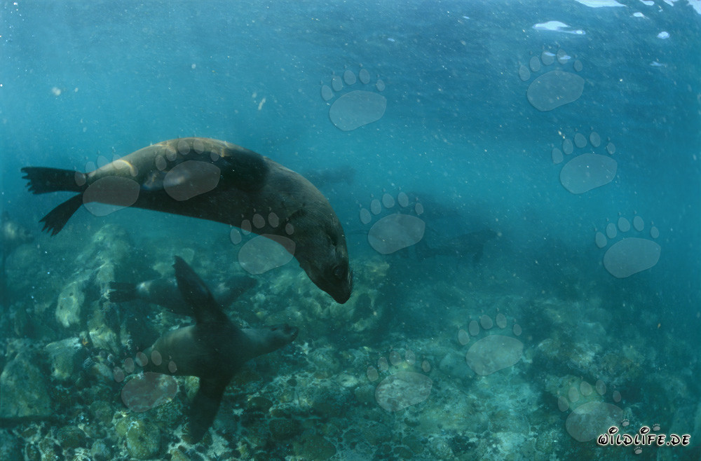 Elegant Swimmers: South African Fur Seals