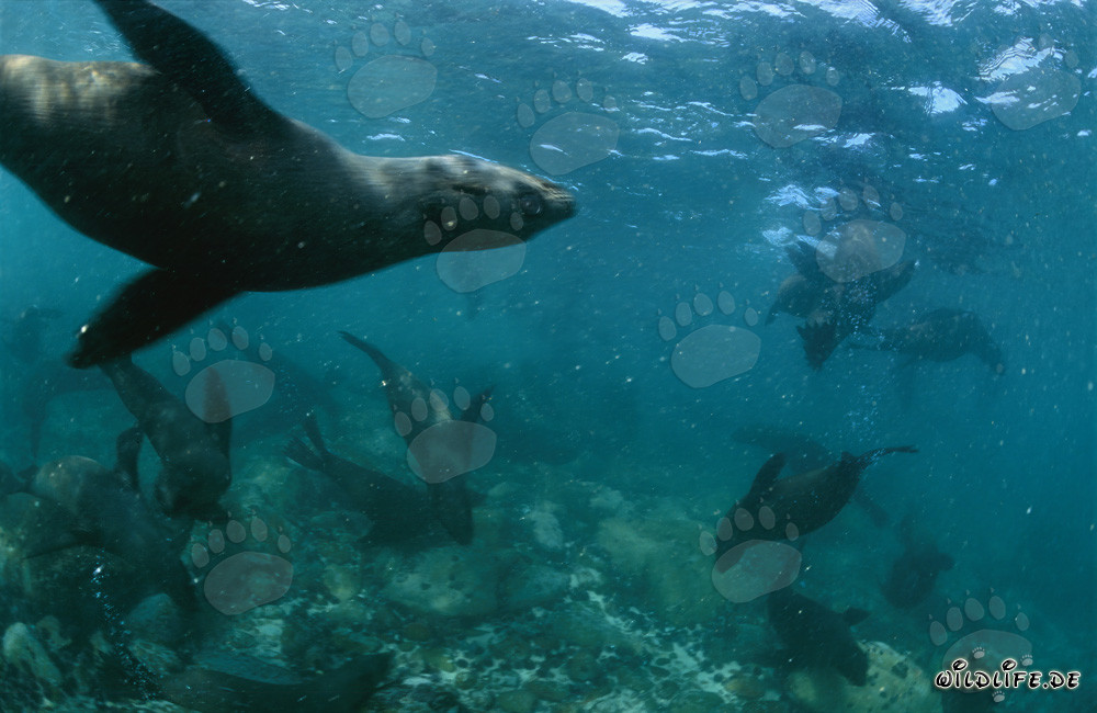 Fascinating South African Fur Seals at Geyser Rock
