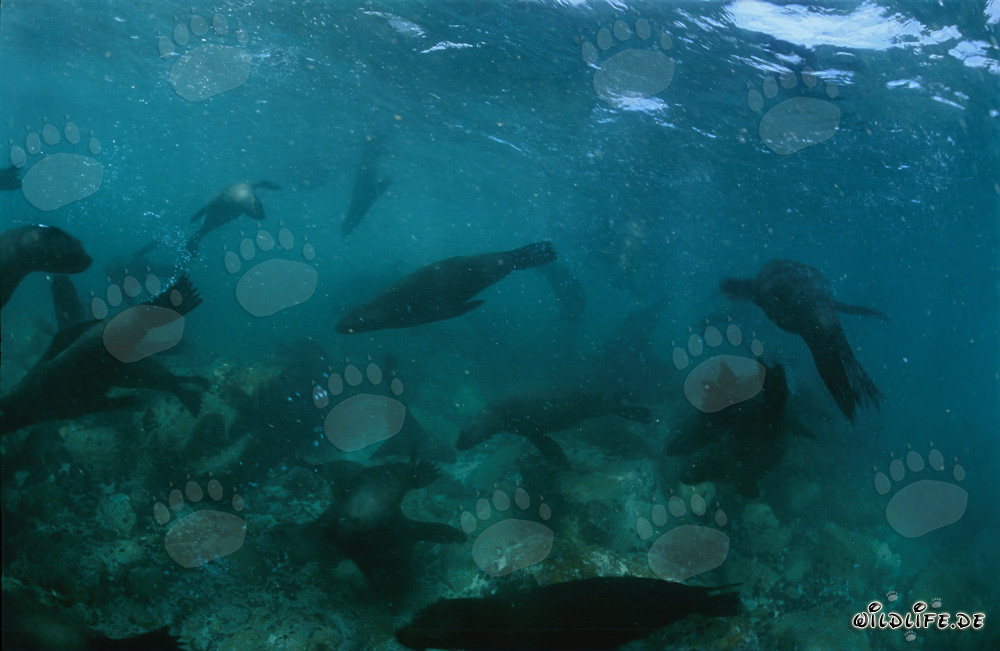 South African Fur Seals at Geyser Rock: Graceful Marine Creatures