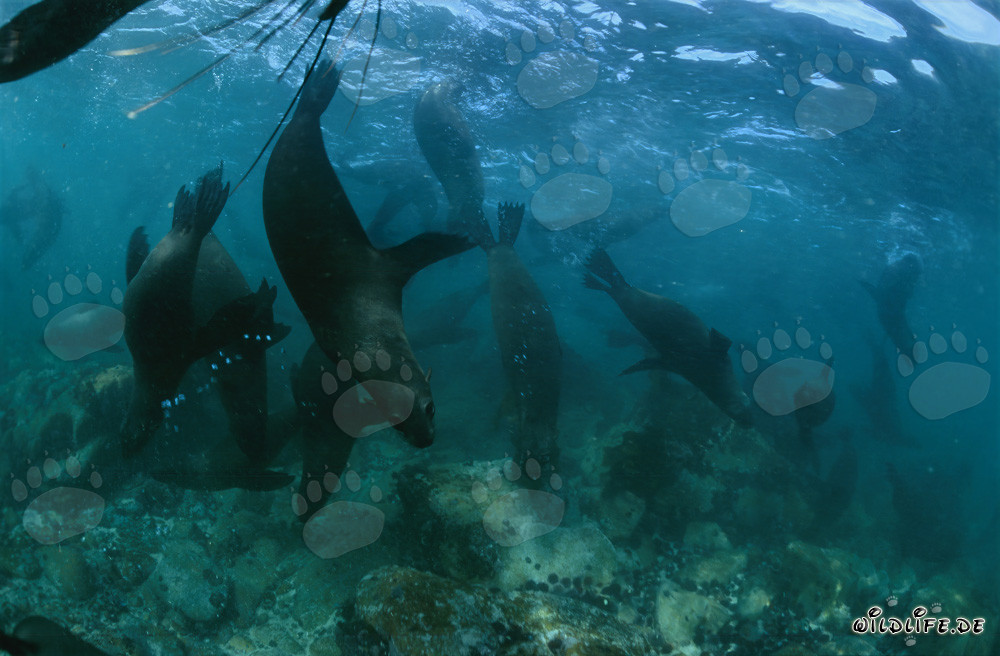 Fascinantes Focas de Pelo Sudafricanas explorando el fondo marino