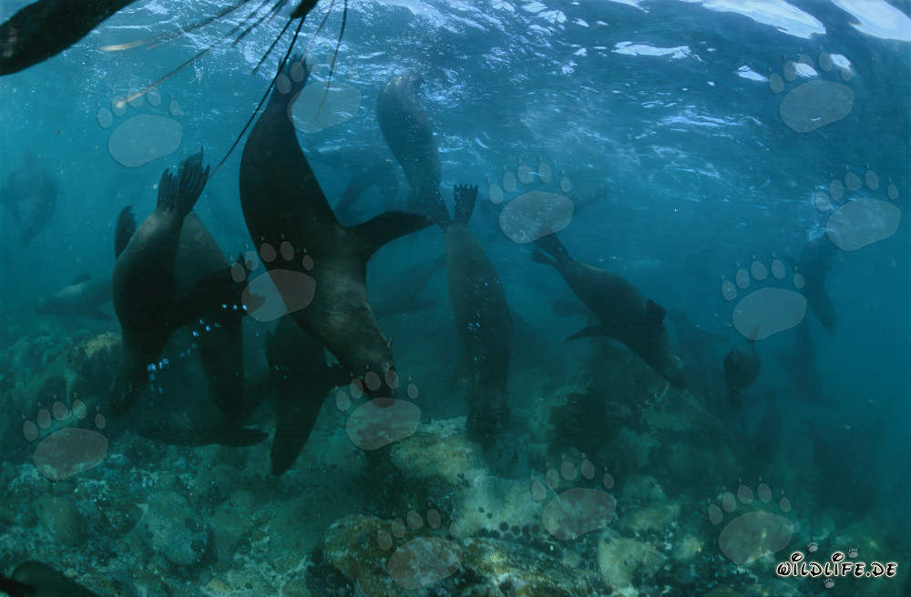 Affascinanti Foche Sudafricane che esplorano il fondale marino