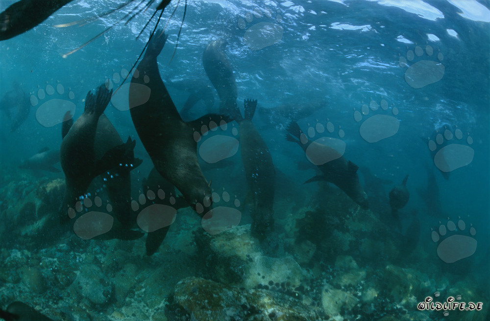 Fascinating South African Fur Seals Exploring the Seabed