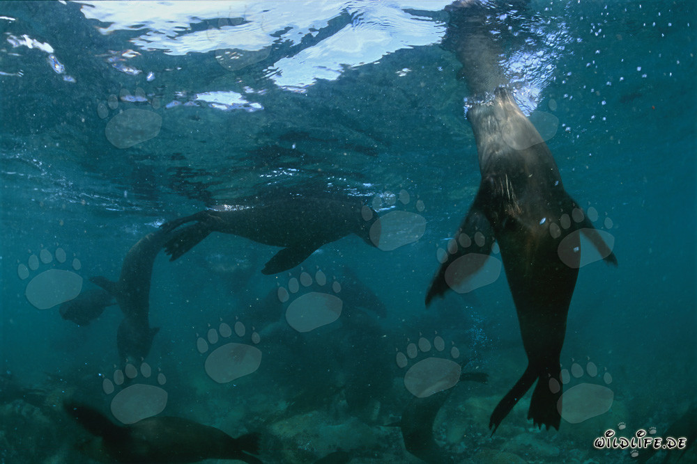 Otaries à fourrure ludiques sous la surface de l'eau