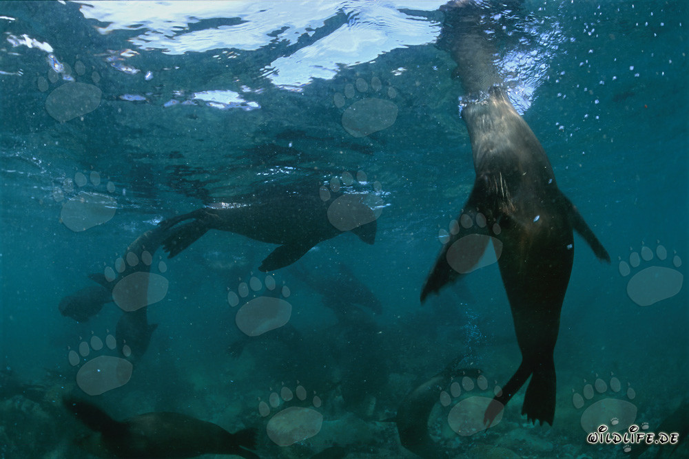 Playful fur seals below the water surface