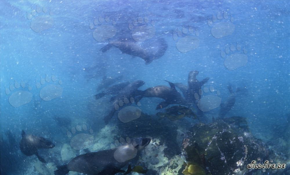 Otaries à fourrure d'Afrique du Sud en action devant Geyser Rock