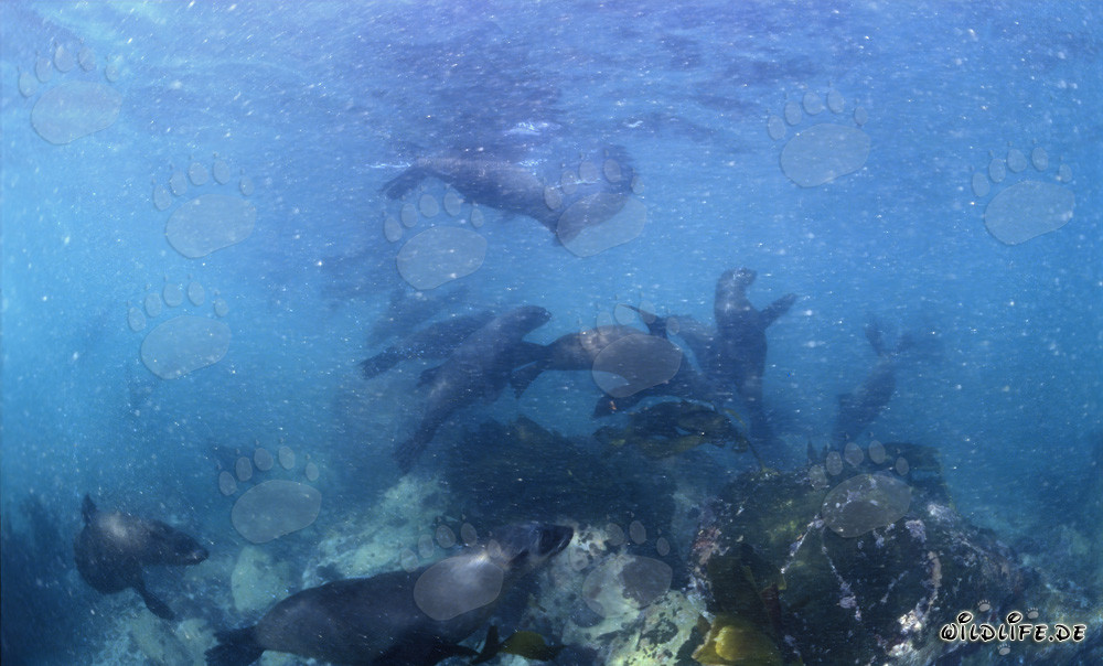 South African Fur Seals in Action at Geyser Rock