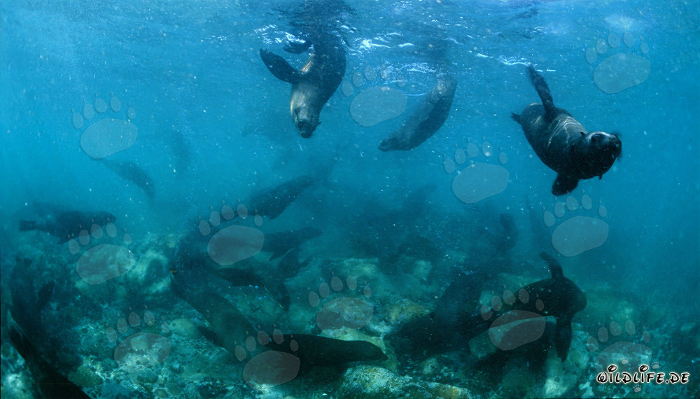 Focas de piel sudafricana bajo el agua