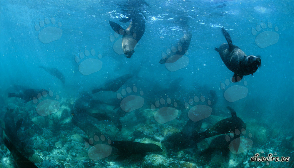 Seals underwater