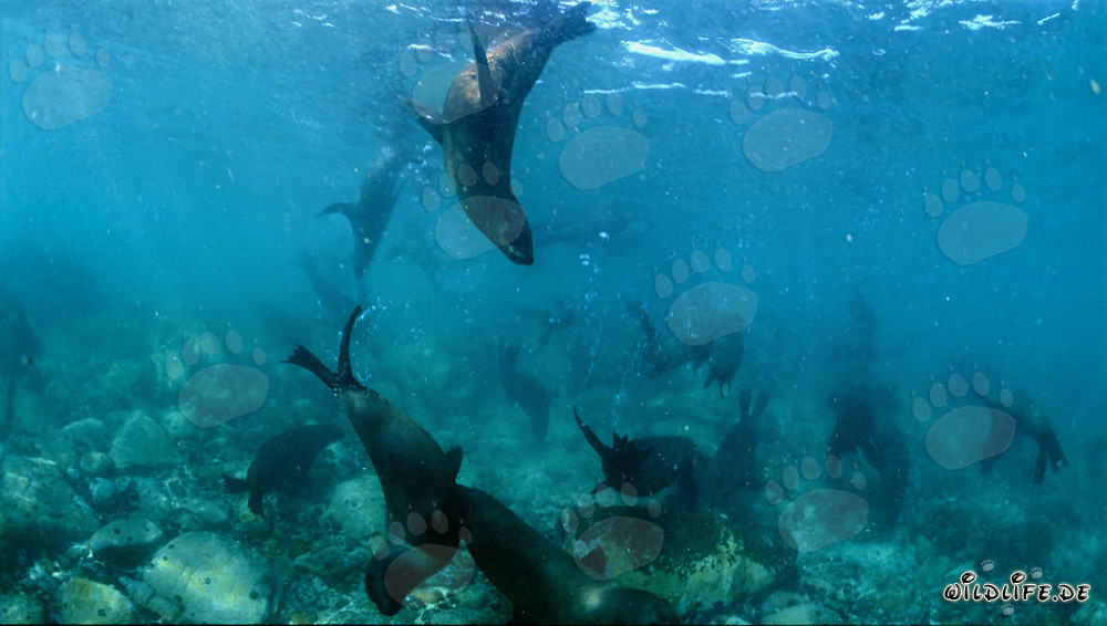 Encuentro fascinante con los lobos marinos de Sudáfrica