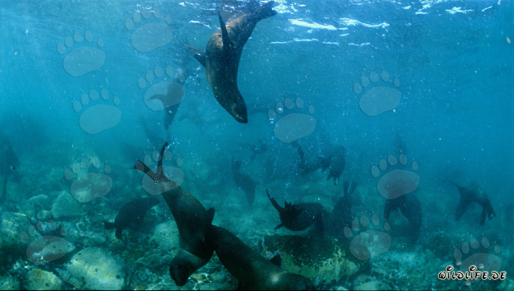 Rencontre fascinante avec les otaries à fourrure d'Afrique du Sud