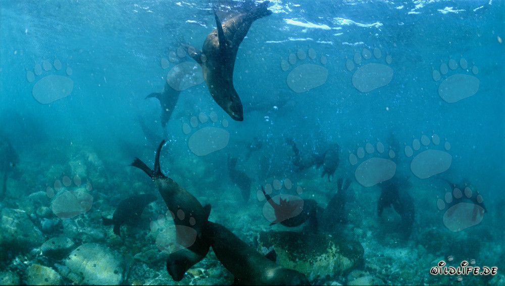 Fascinating Encounter with South African Fur Seals
