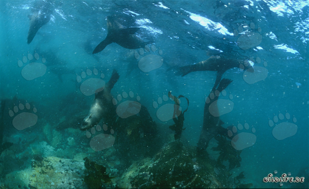 Fascinating South African Fur Seals on Geyser Rock