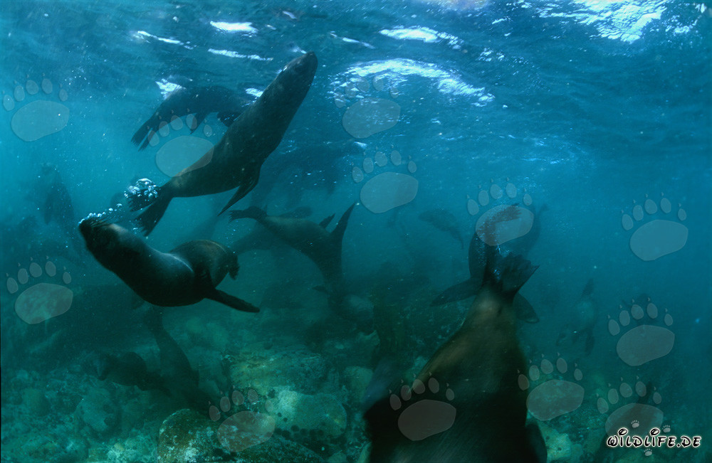 Gioco delle foche pelose sudafricane sul fondale marino