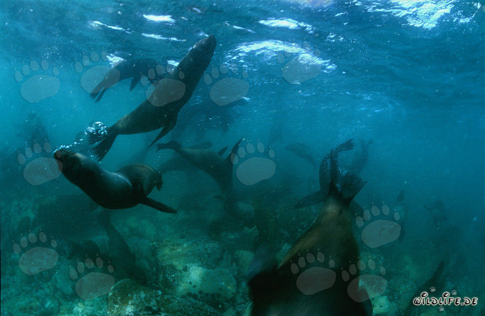 Jugando con lobos marinos de Sudáfrica en el fondo del mar