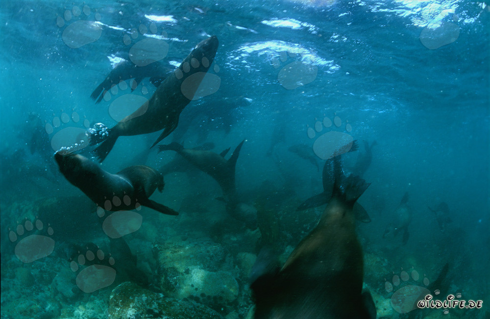 Jouant des otaries à fourrure sud-africaines au fond de la mer
