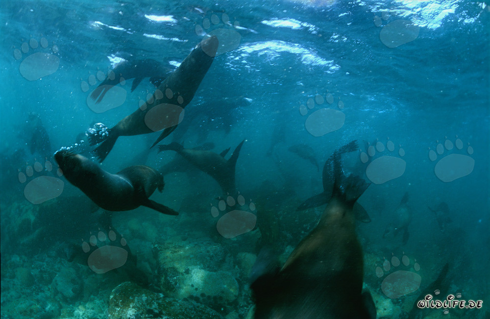 Playful South African Fur Seals at the Seabed