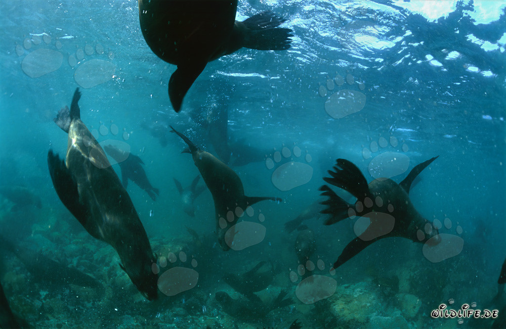 South African Fur Seal Colony on Geyser Rock