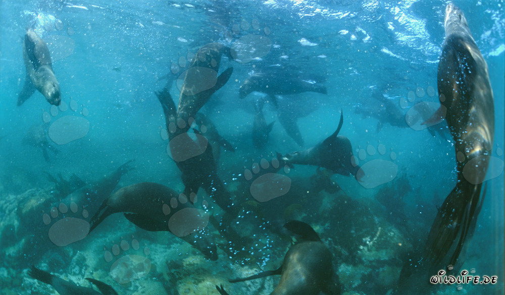 Les otaries à fourrure sud-africaines dans leur environnement naturel