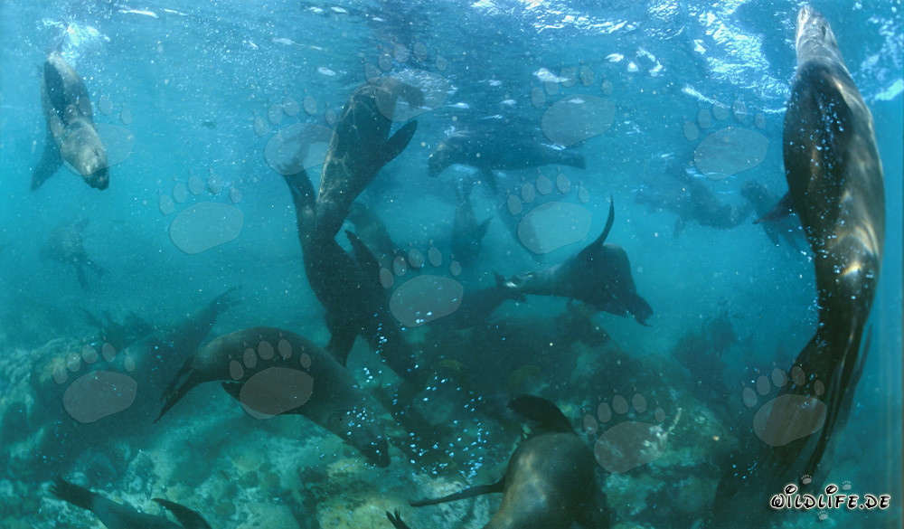 South African fur seals in their natural habitat