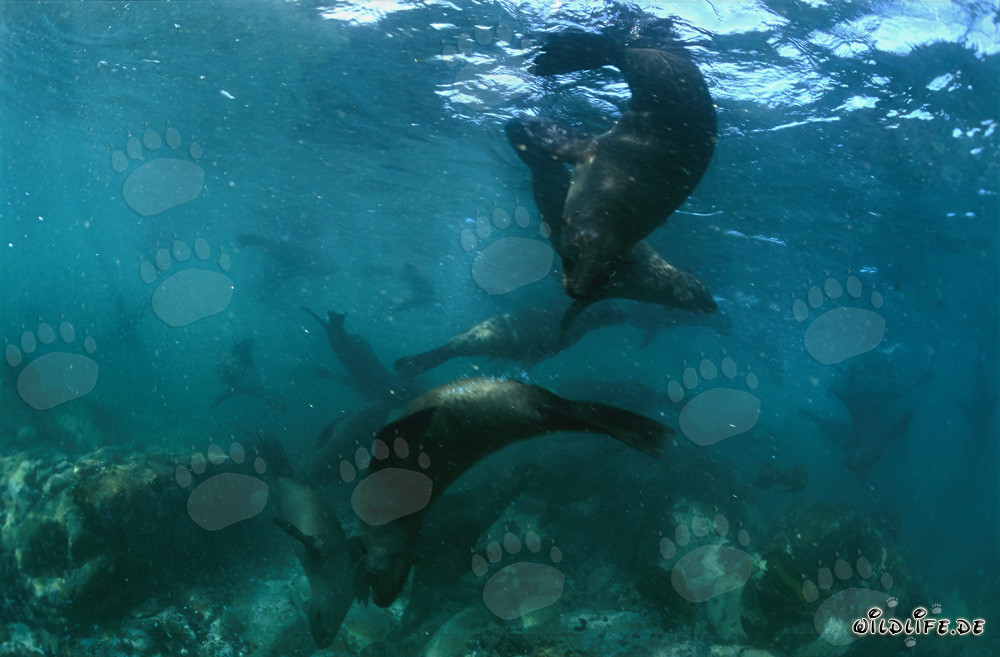 Jouant des otaries à fourrure sud-africaines sur l'île rocheuse de Geyser Rock
