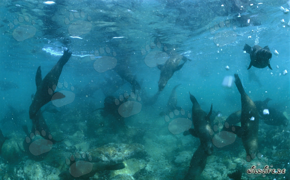 Focas sud-africane sott'acqua