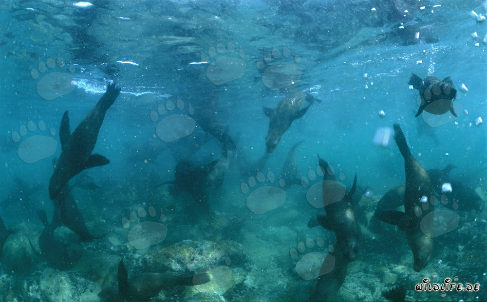 Phoques à fourrure sud-africains sous l'eau