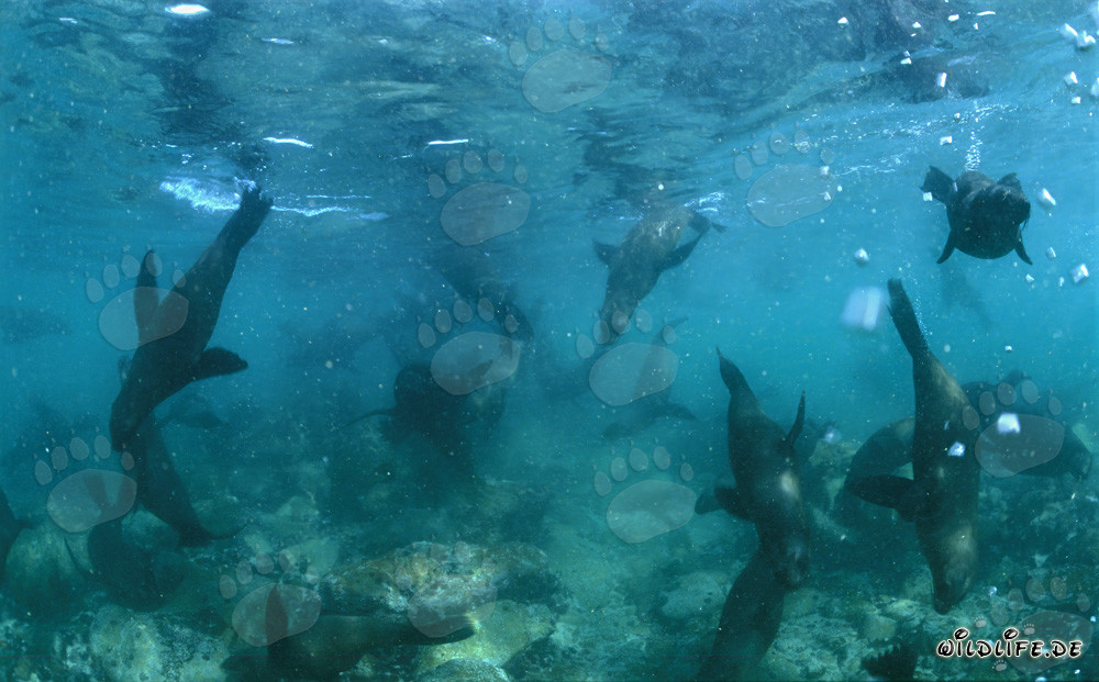 South African Fur Seals Underwater