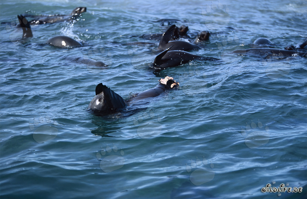 A Great White Shark attacks a South African Fur Seal