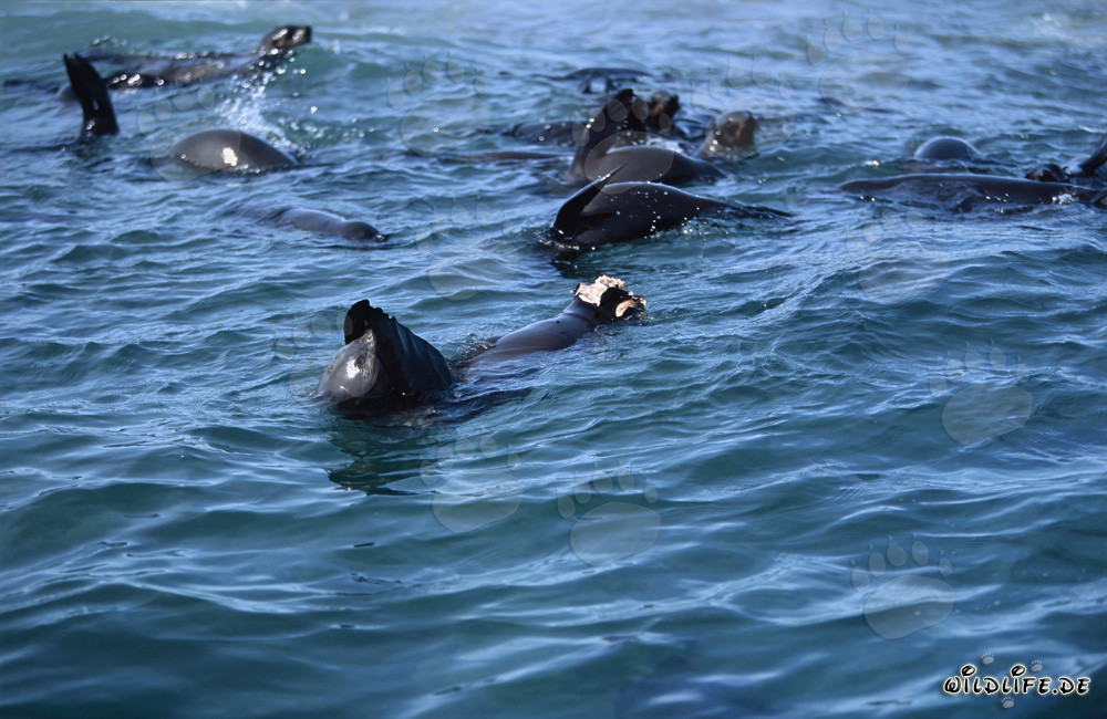 Uno squalo bianco attacca una foca pelliccia sudafricana