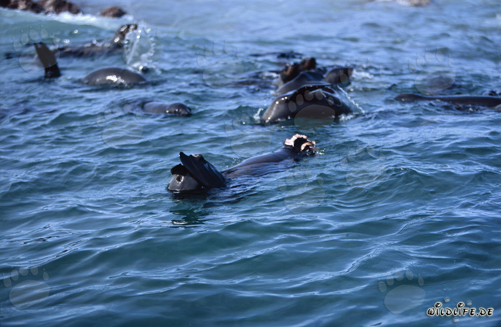 Foca de piel gravemente herida tras un ataque de tiburón blanco
