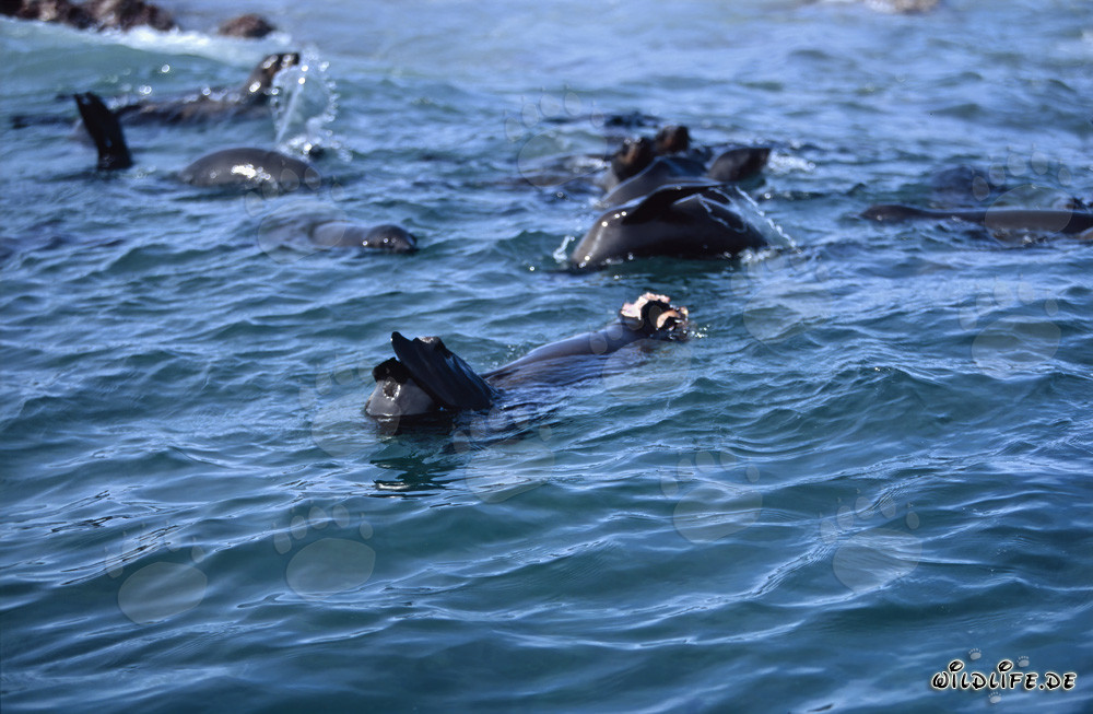 Severely injured fur seal after attack by Great White Shark