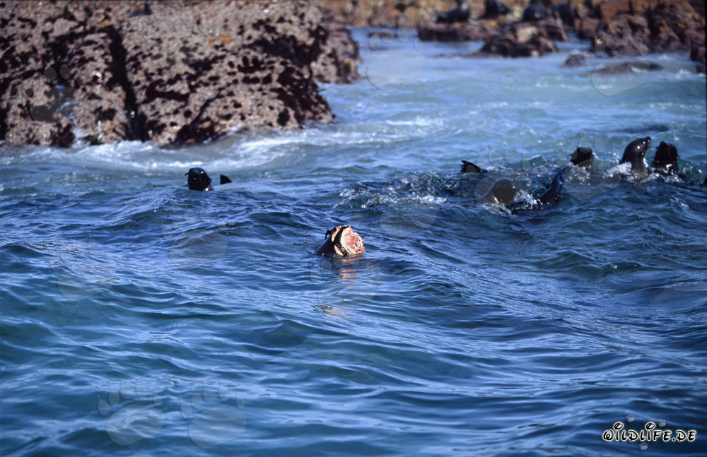 Attack of a Great White Shark on a South African Fur Seal