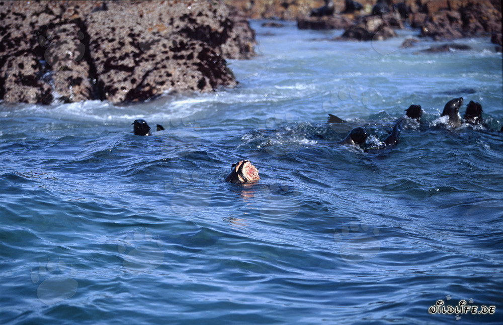 Attacco di uno squalo bianco a una foca pelliccia sudafricana