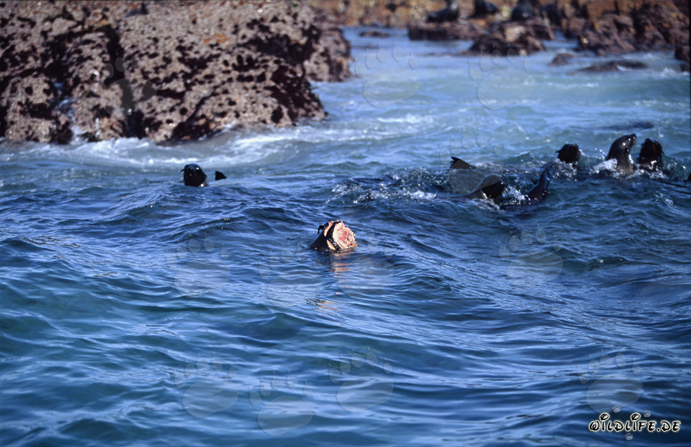 Ataque de un gran tiburón blanco a una foca de piel sudafricana