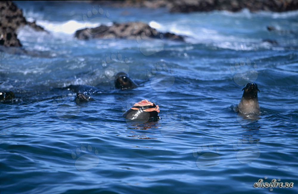 Great White Shark attacking South African Fur Seal