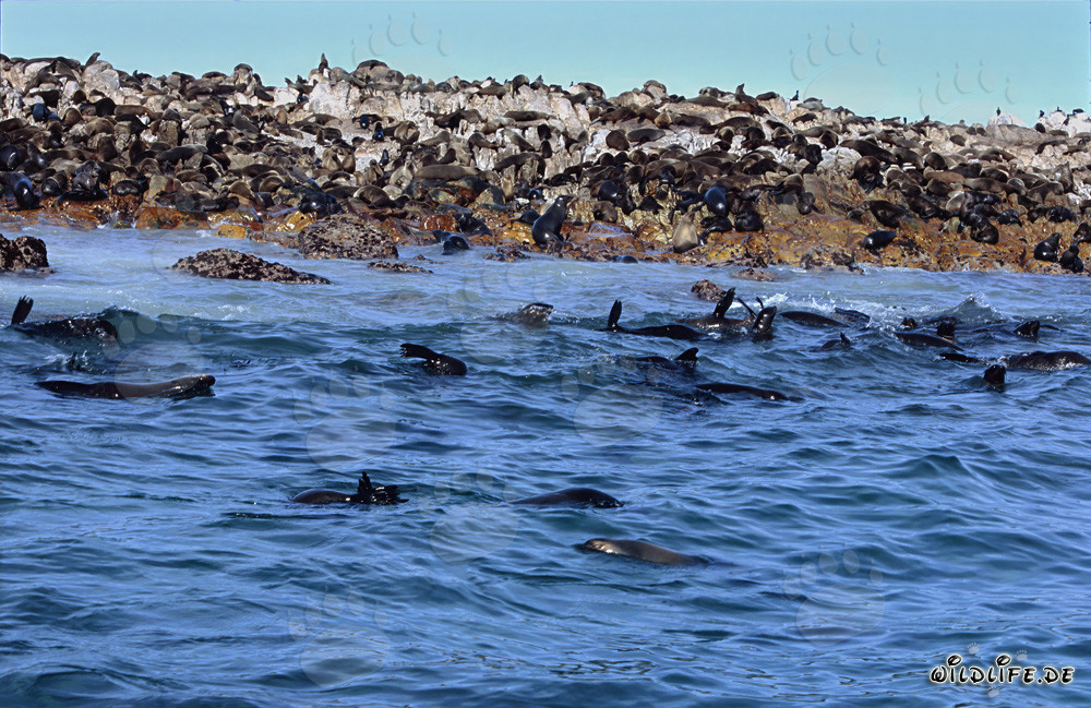 South African Fur Seals on Gyser Rock - Majestic Marine Creatures in South Africa