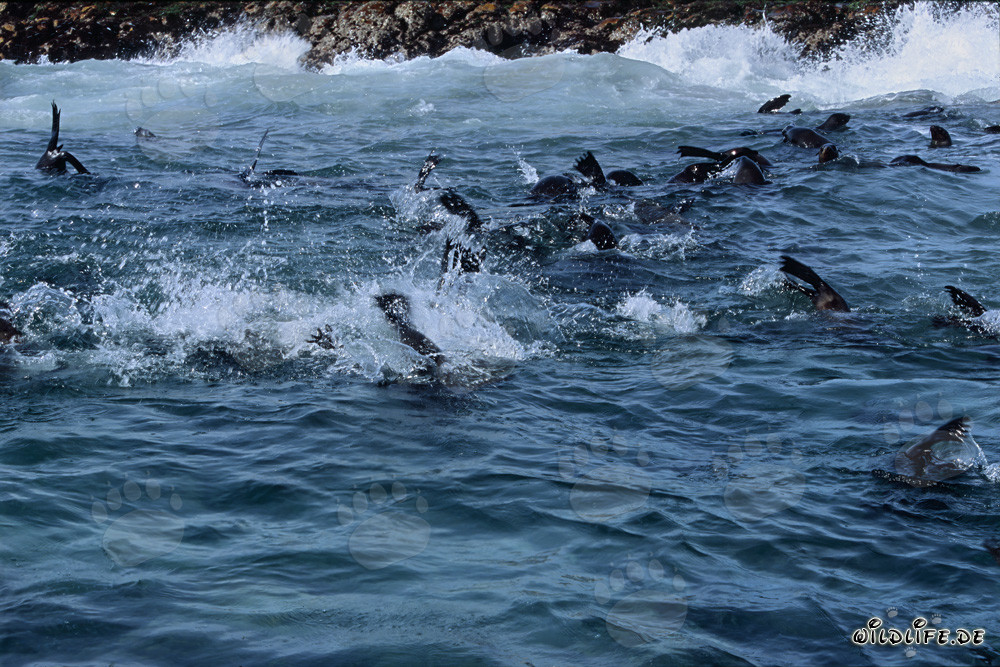 Otaries à fourrure d'Afrique du Sud dans la zone de déferlement