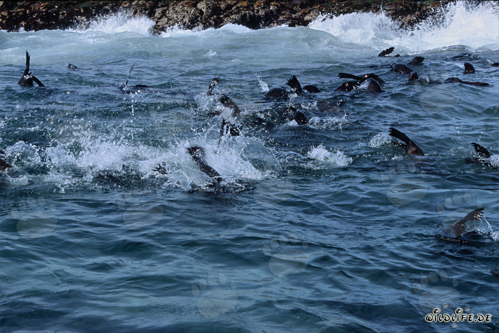 South African Fur Seals in the Surf