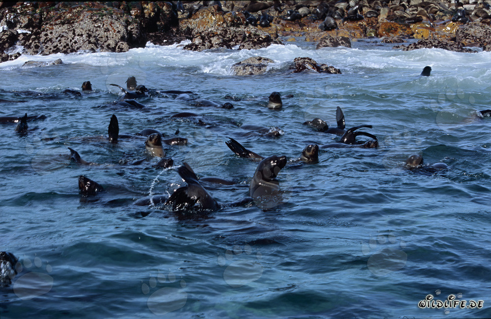 Focas de piel sudafricana en la marejada frente a Gyser Rock
