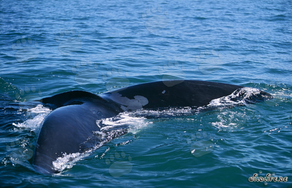 Balena franca australe che mostra la sua pinna caudale maestosa sull'acqua