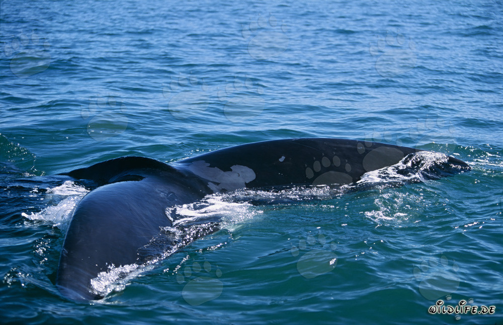 Ballena franca australiana mostrando su aleta caudal majestuosa sobre el agua