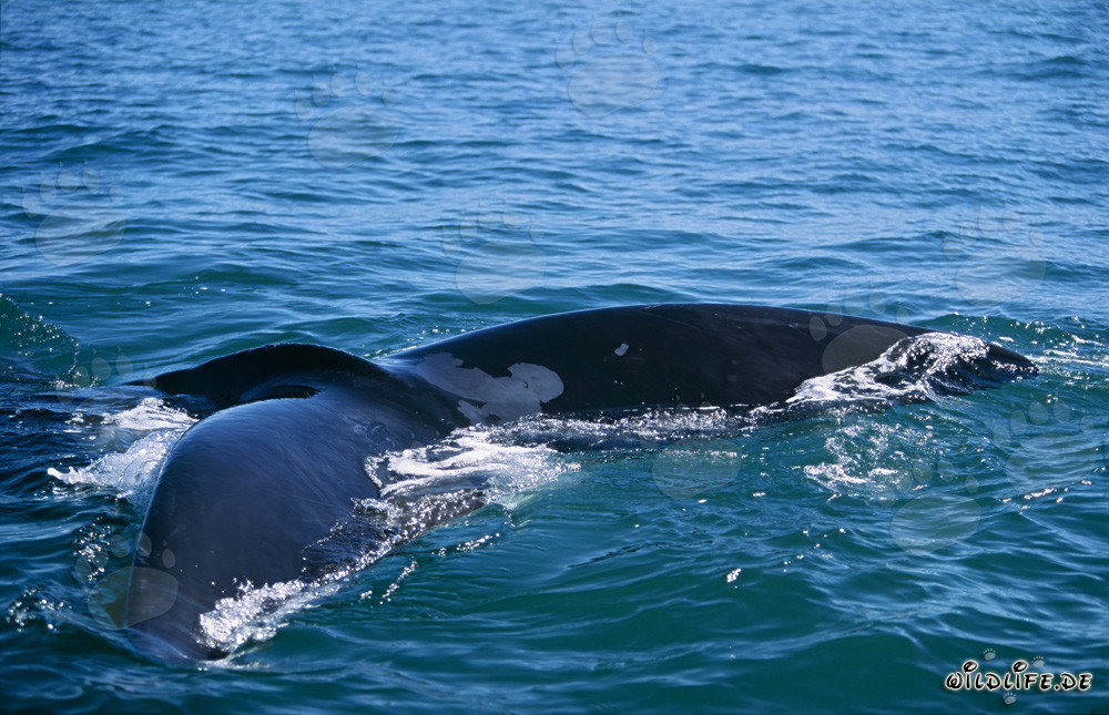 Southern right whale displays majestic fluke above water
