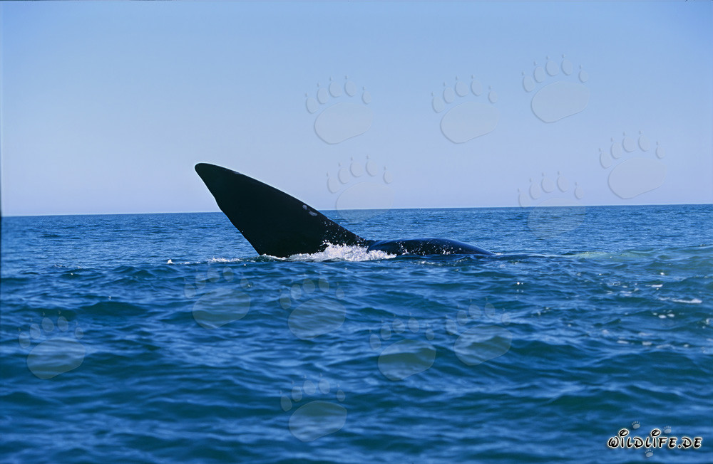 Nageoire caudale majestueuse de la baleine franche australe au-dessus de la surface de l'eau