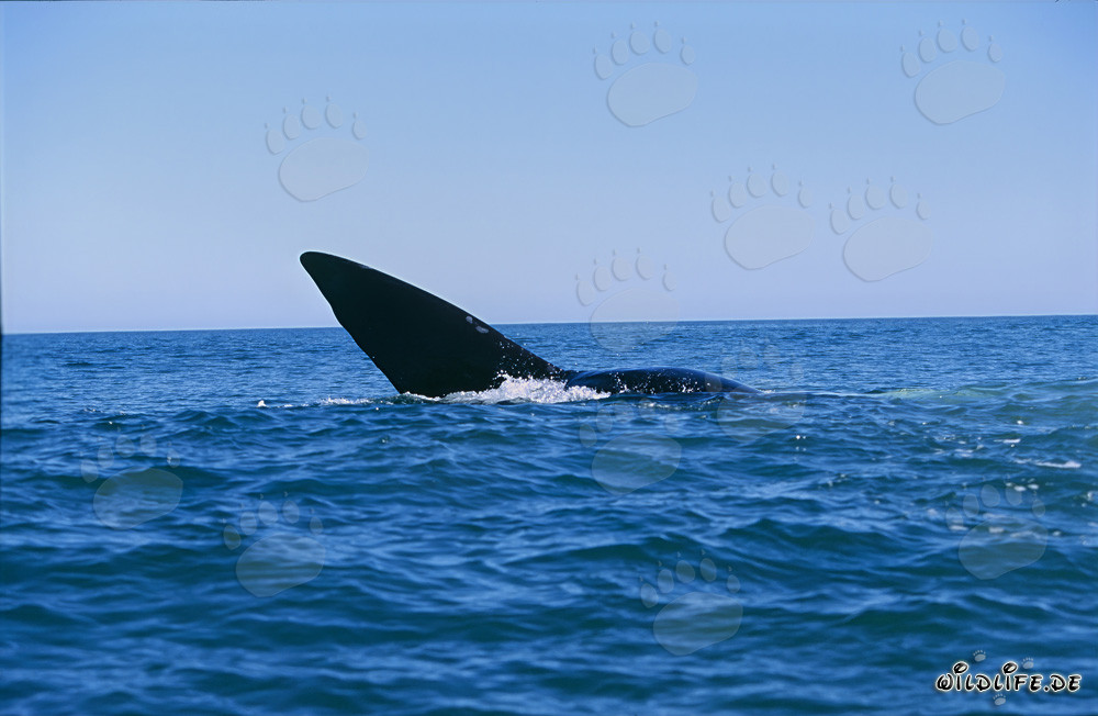 Aleta caudal majestuosa de la ballena franca austral sobre la superficie del agua