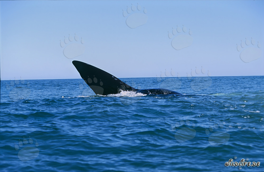 Majestic tail fin of the Southern Right Whale above the water surface