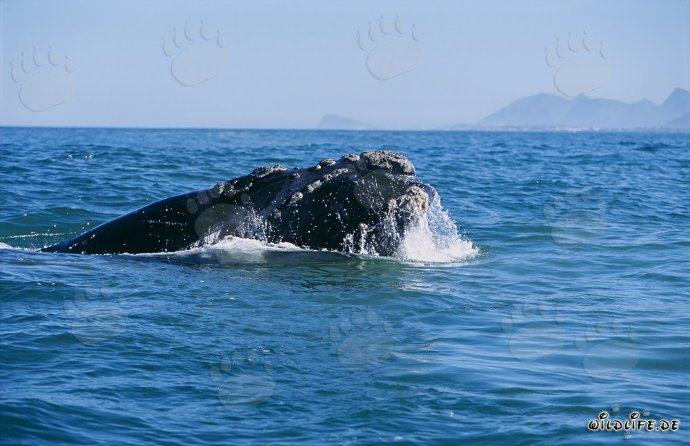 Majestueuse baleine franche australe émerge des profondeurs de l'océan