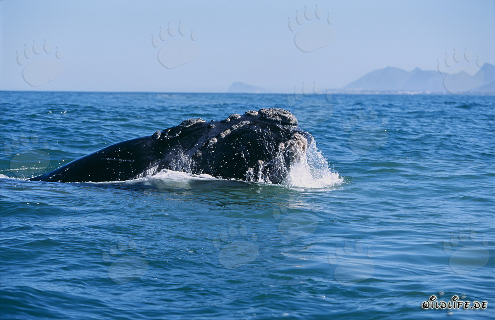 Majestuosa ballena franca austral emerge de las profundidades del océano