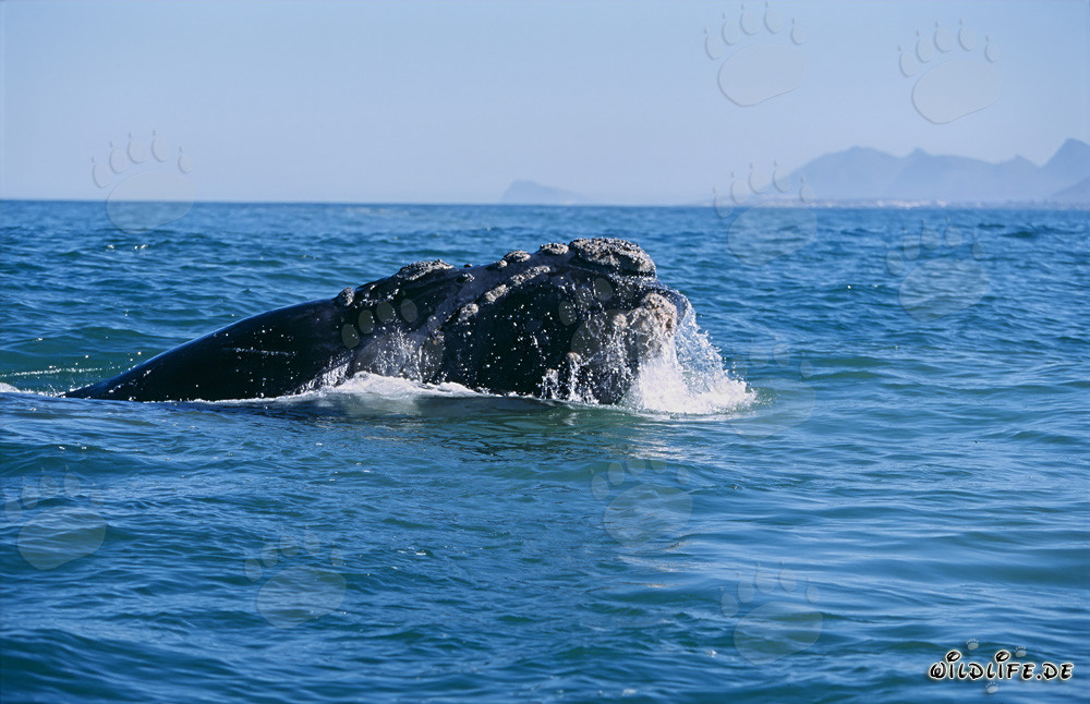Maestoso capodoglio australe emerge dalle profondità dell'oceano