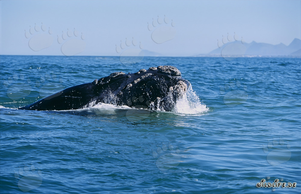 Majestic Southern Right Whale emerges from the depths of the ocean