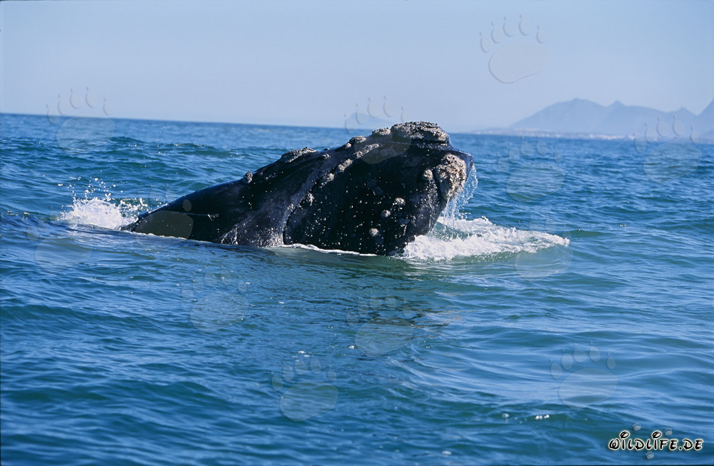 Ballena franca austral majestuosa rompiendo la superficie del agua
